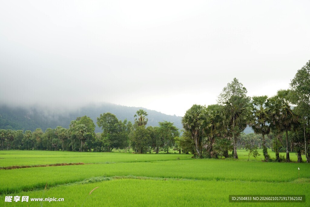 翠绿田野与树木的自然美景