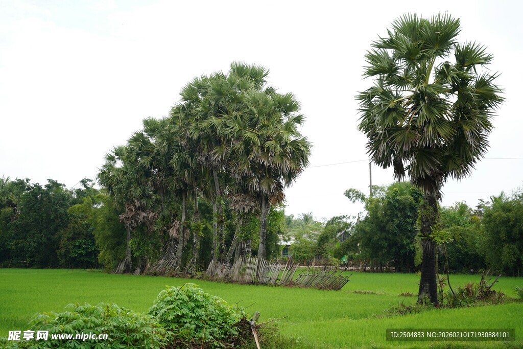 绿意盎然的户外棕榈树景观