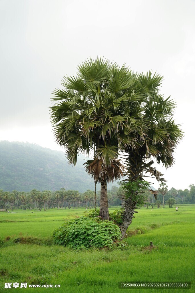 田野中的双棵棕榈树