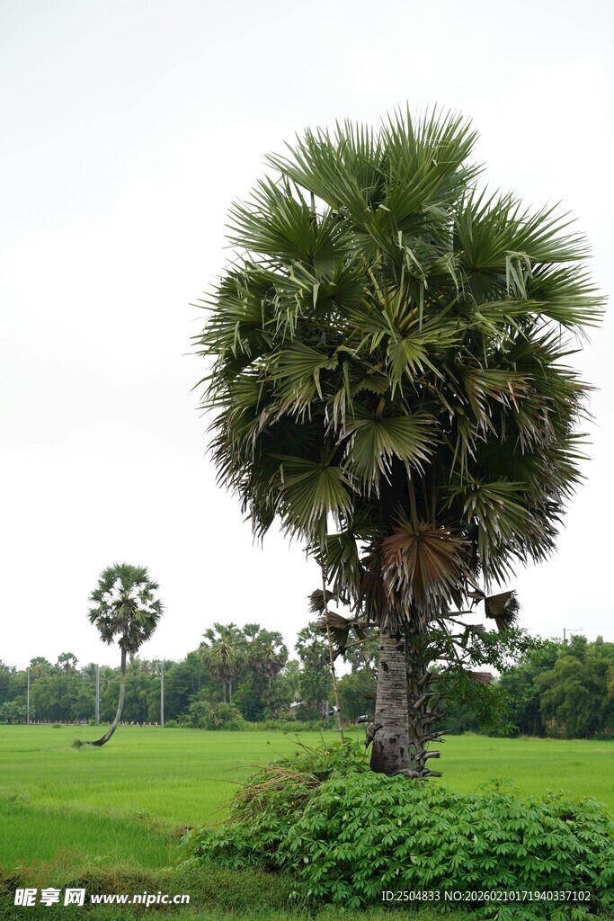 田野中的高大棕榈树