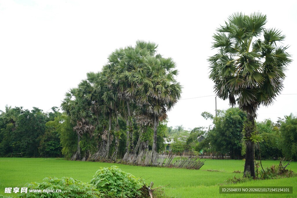 绿意盎然的田野树木景观