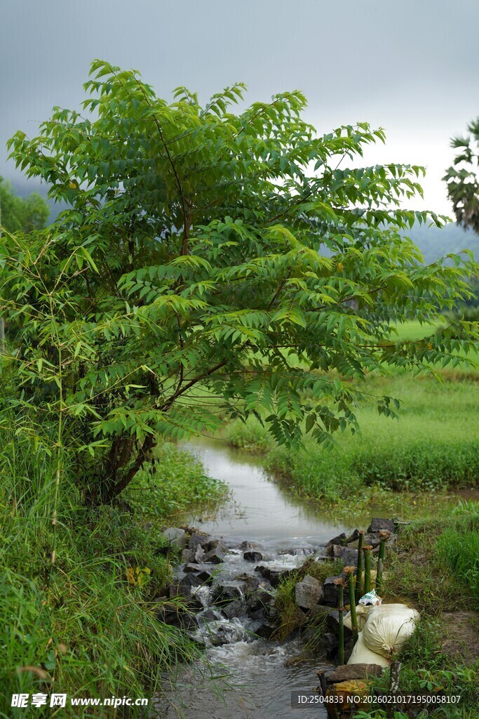 溪边绿树潺潺流水美景