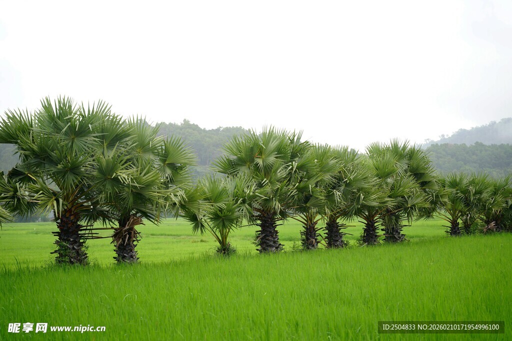 翠绿田野中的棕榈树列阵