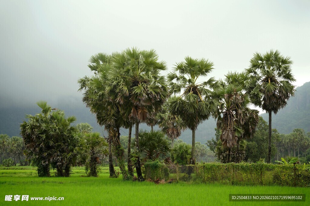 田野中的高大棕榈树