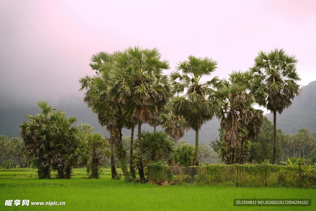 田野中的高大棕榈树