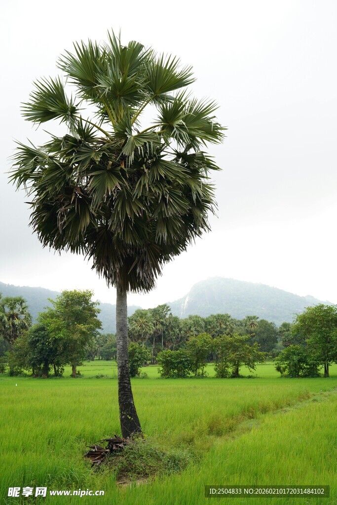田野中的单棵棕榈树