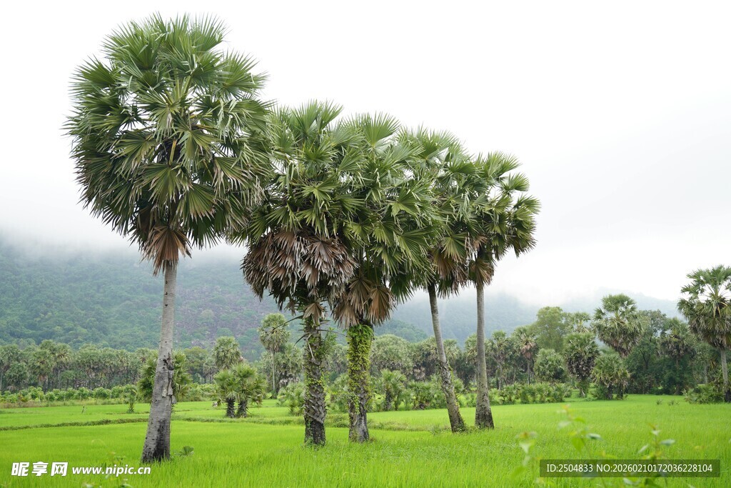 绿野中的高大棕榈树