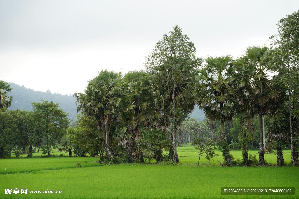 翠绿草地旁的高大树木