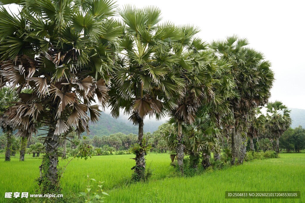椰树与绿野相映成趣