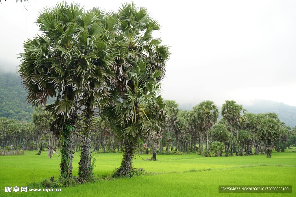 翠绿草地中的高大棕榈树