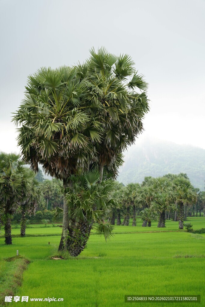 翠绿草坪上的独特棕榈树