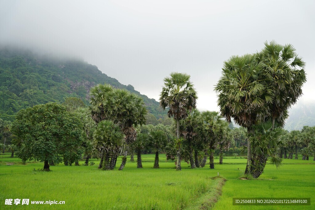 绿野中的挺拔棕榈树