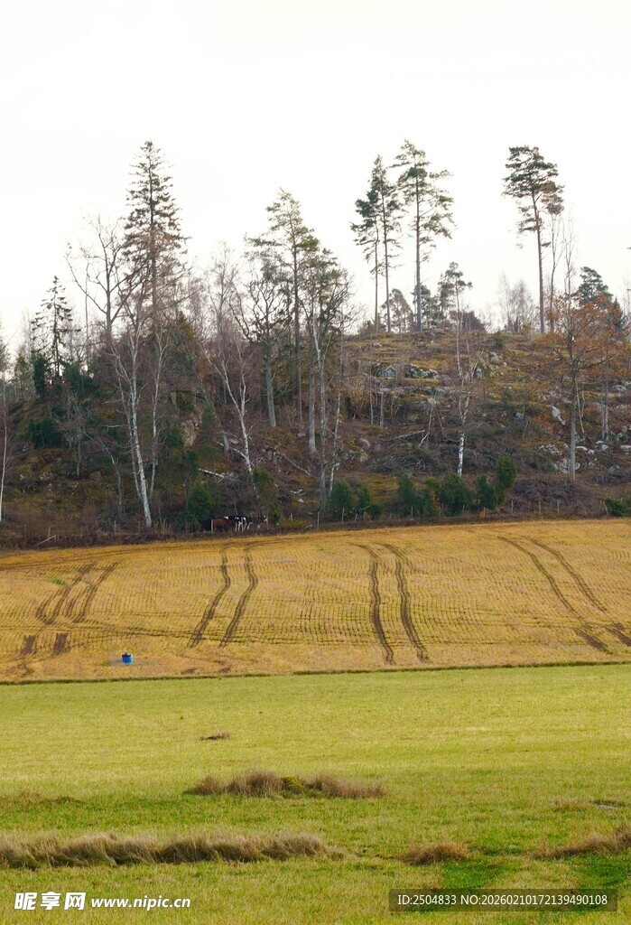 田野风光中的稀疏树木