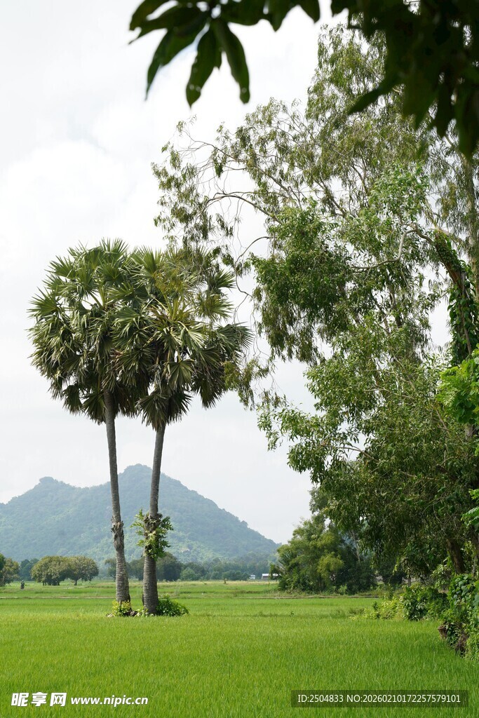 田园绿树间的自然美景