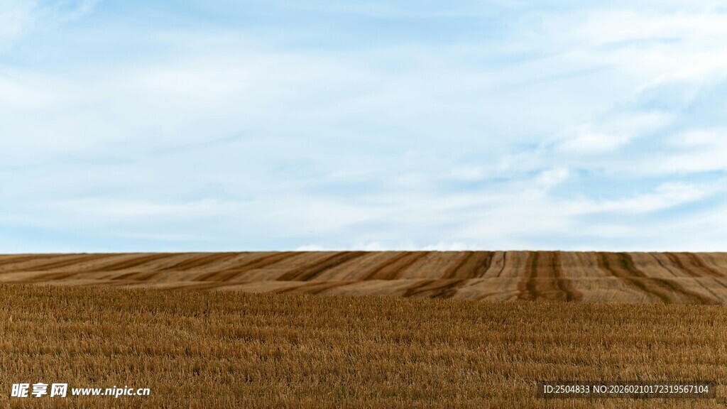 金黄麦田与蓝天美景