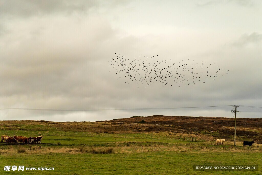 草原上空飞鸟成群