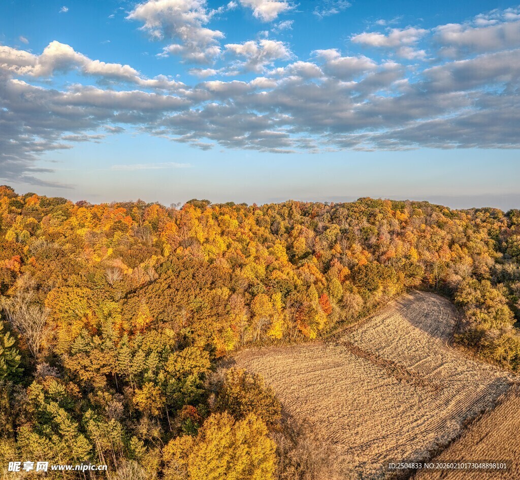 秋日田野与斑斓树林景观