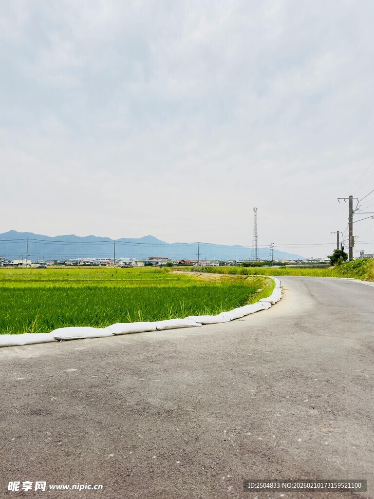 乡间公路旁的翠绿田野