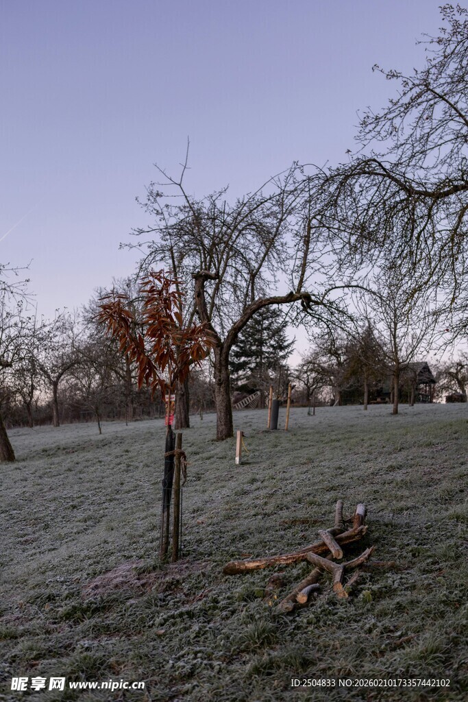 霜覆草地与树木的清晨景象