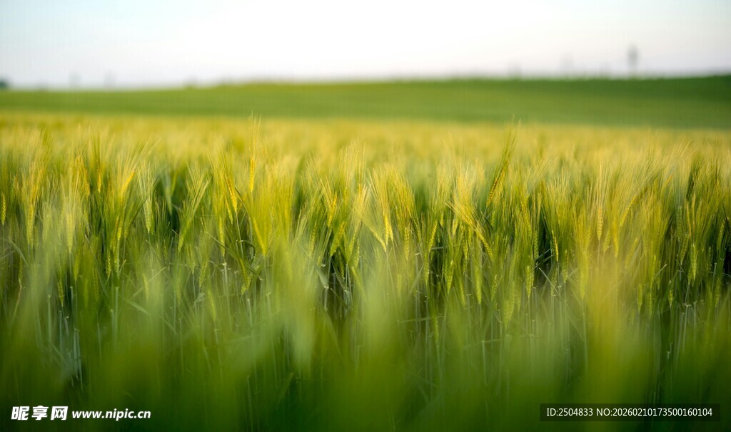 金黄麦田 自然田园风光