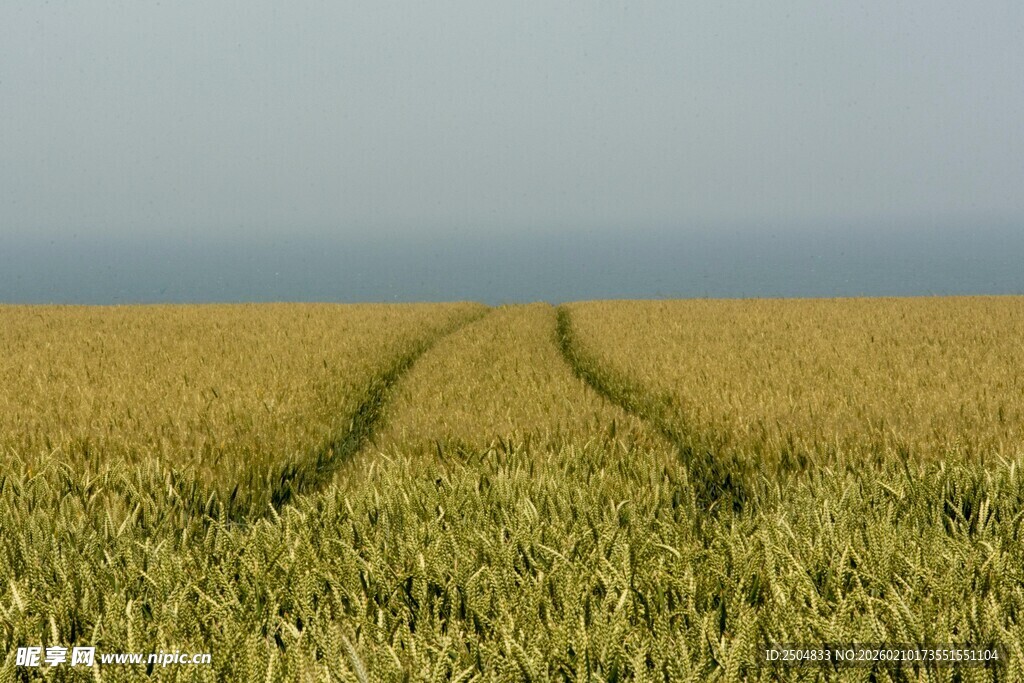 麦田中的车辙痕迹