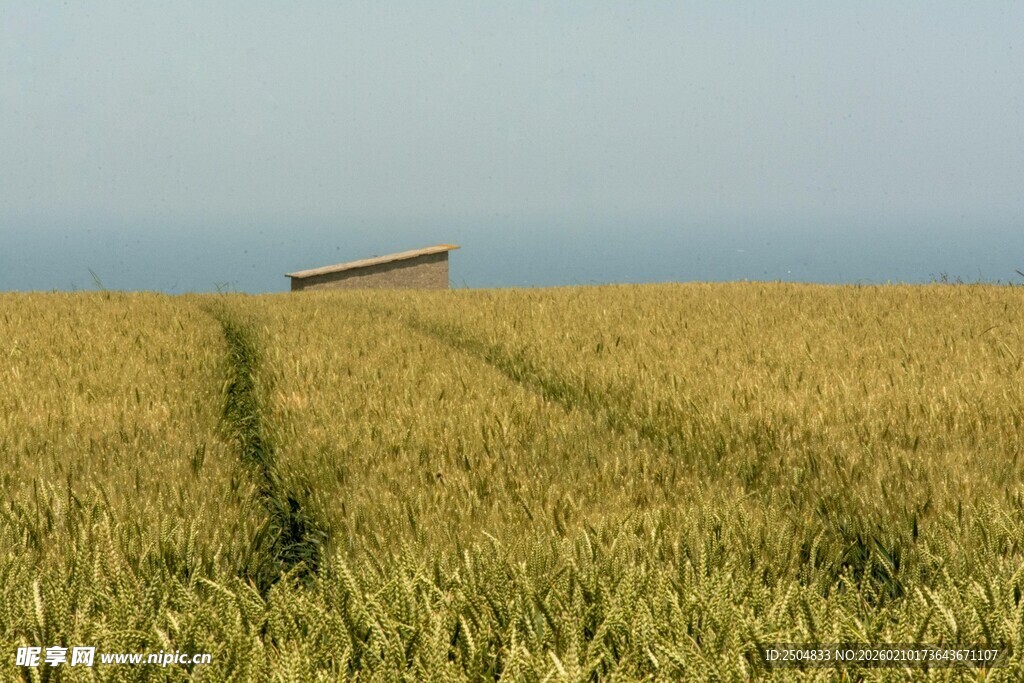 麦田中的孤独小船