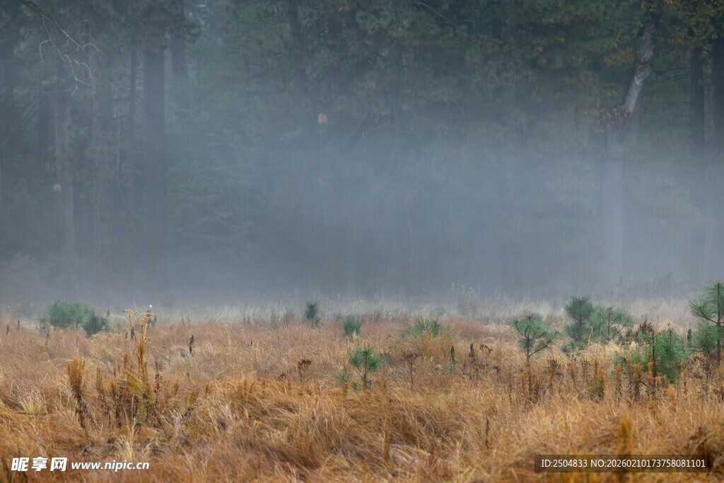 雾中荒野 尽显自然静谧美