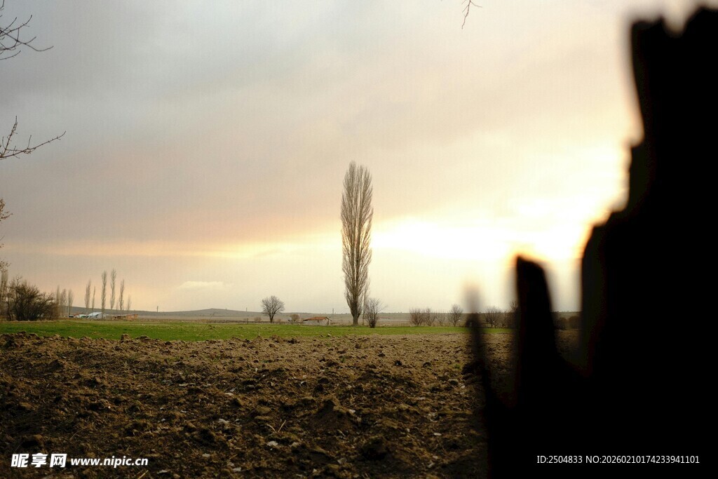 夕阳下的田野与树木