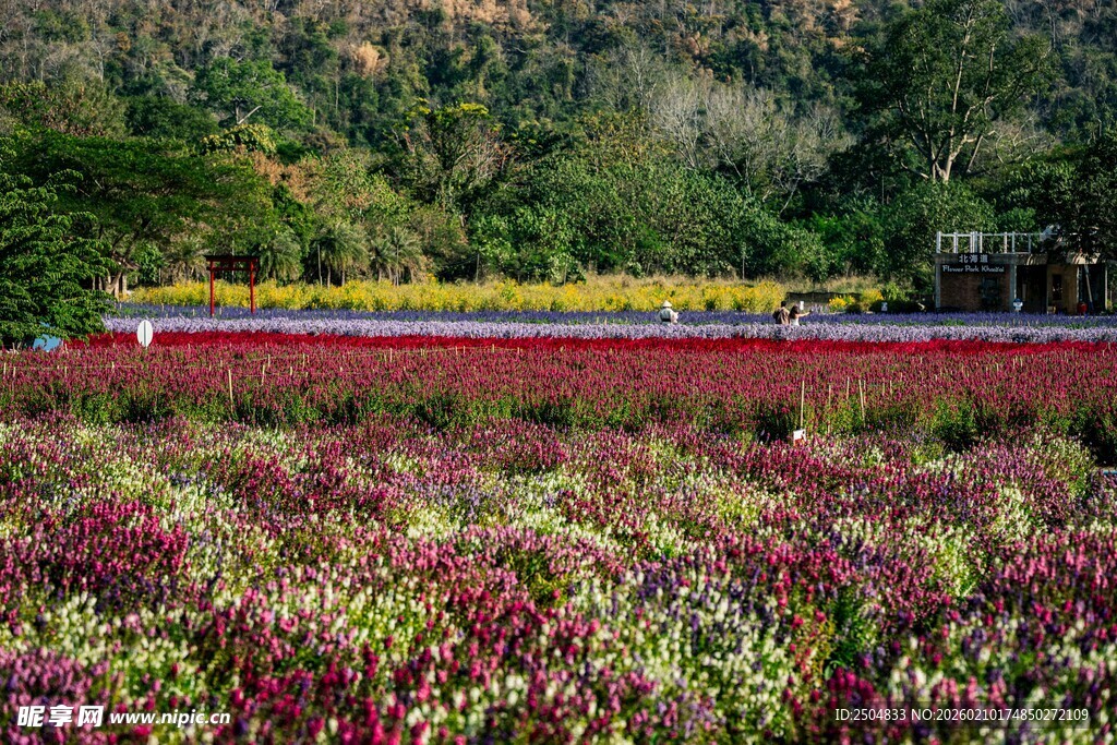 多彩花卉景观 绚丽如画