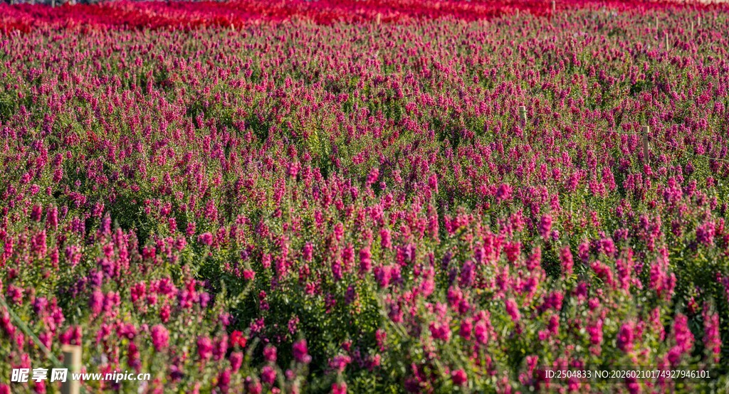 绚烂花海 绽放迷人色彩