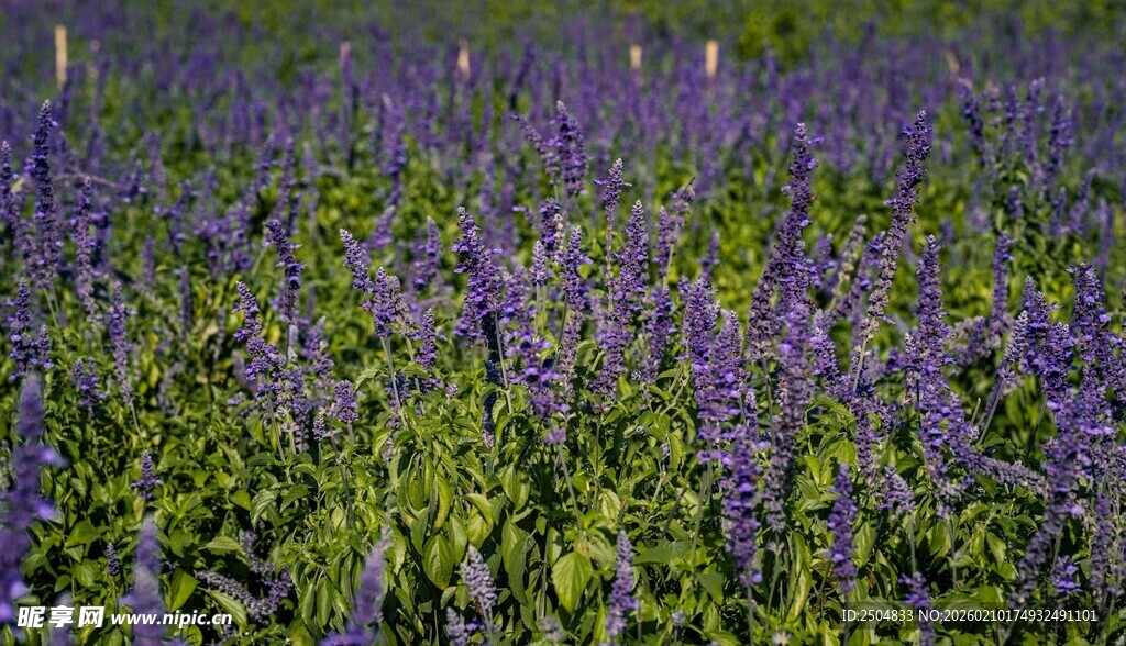 紫色薰衣草花田美景