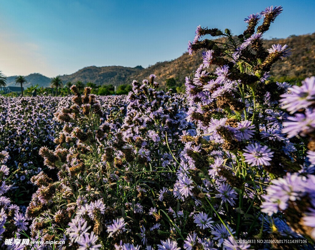 山间紫花盛放美景