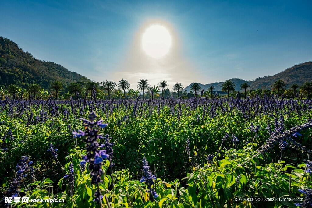 阳光照耀下的绚烂花田