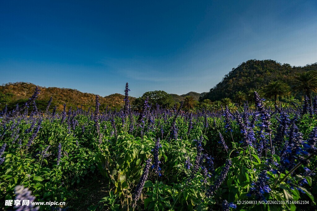 紫色花海 自然美丽风光