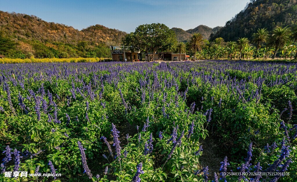 紫色薰衣草花田美丽风光