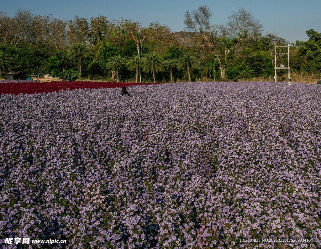 紫色花海景色迷人