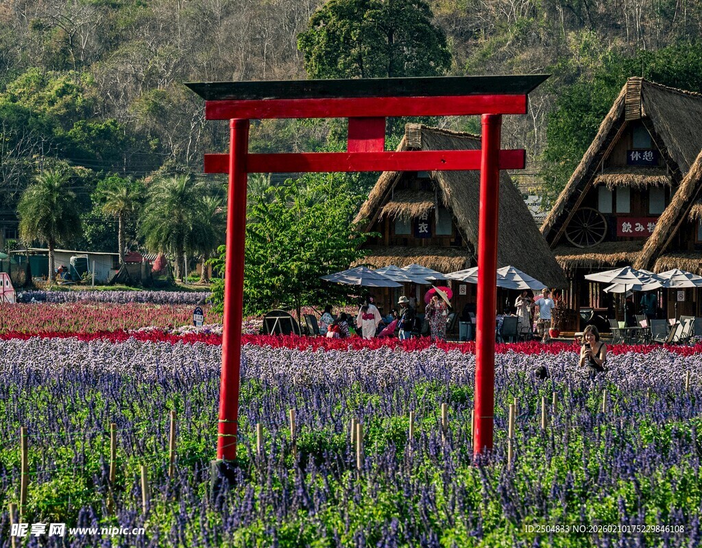 日本花田中红色 居