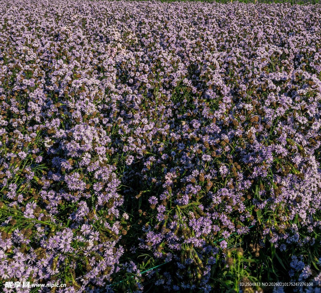 紫色花卉田 浪漫迷人景致