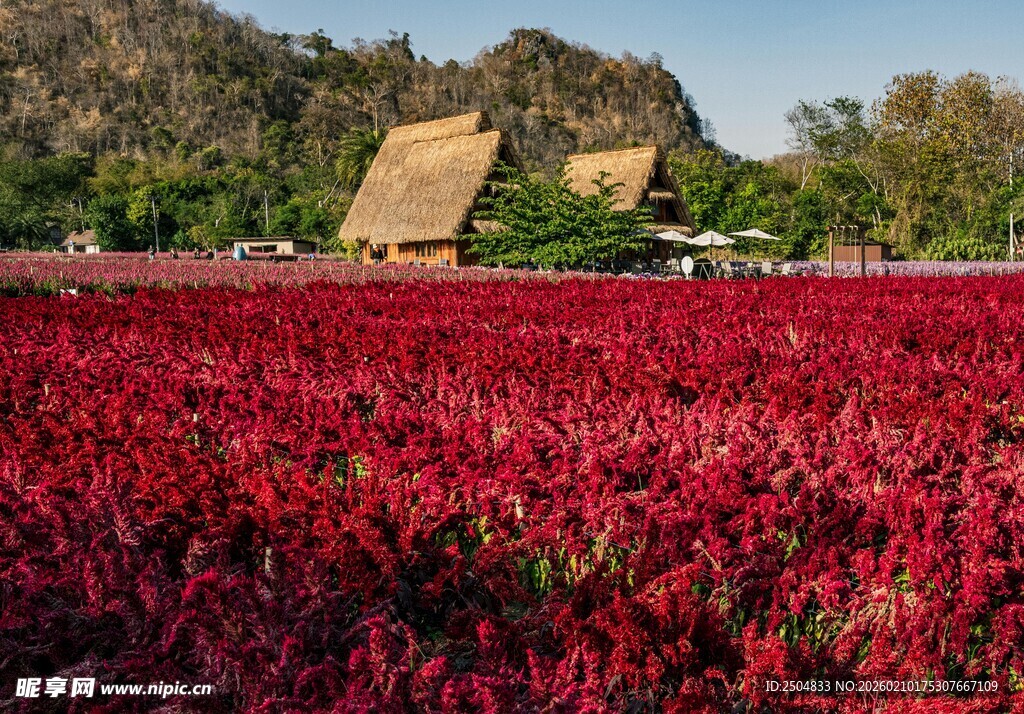 红辣椒田与古朴建筑景观
