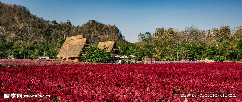 红花朵朵间的小屋美景