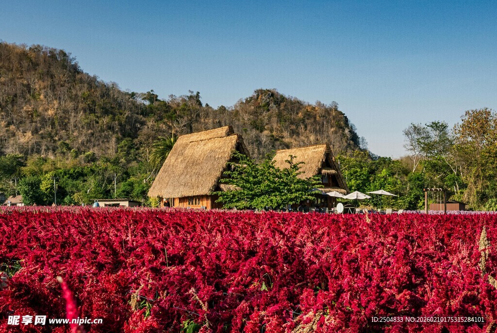 红藜花海中的古朴小屋