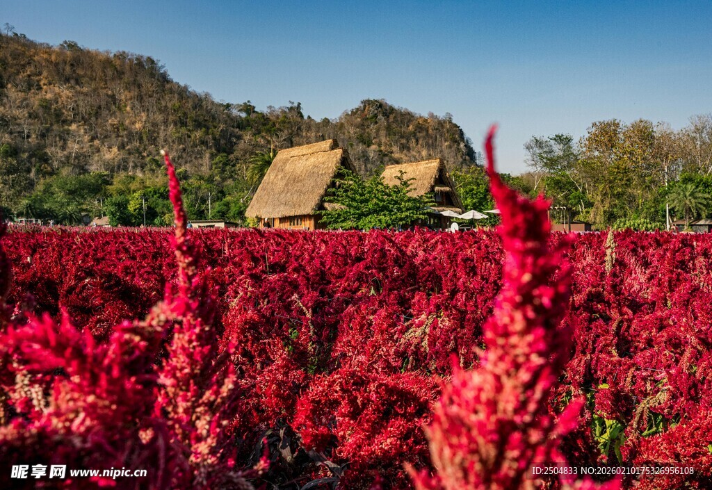 火红藜麦田 田园好风光