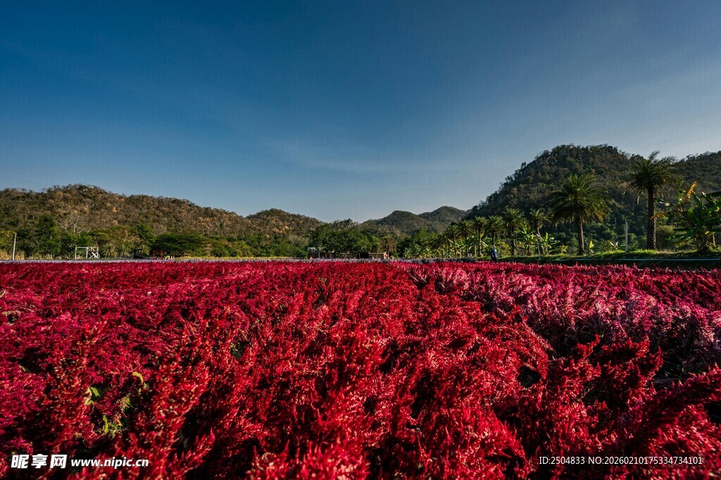 红苋花海 自然绚丽之景