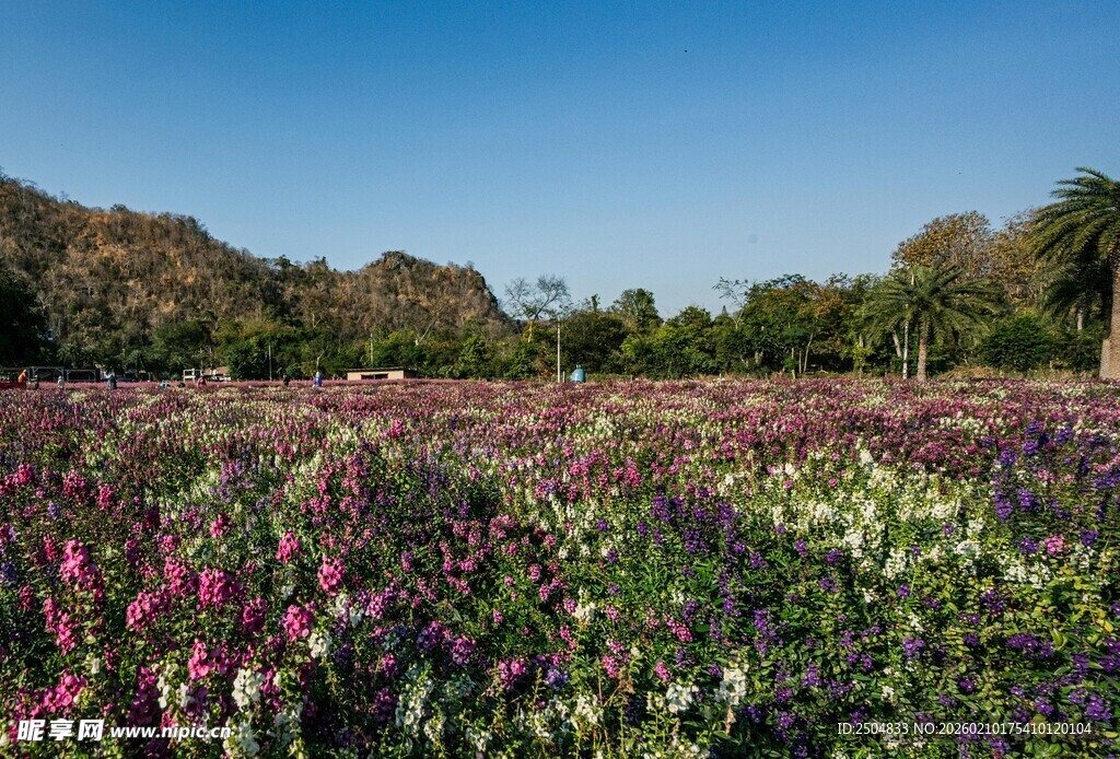 绚烂花田 自然美景如画
