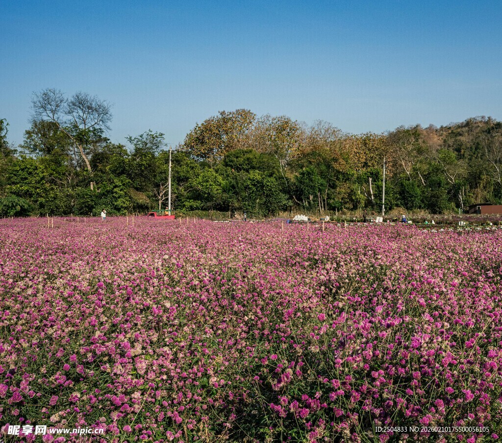 粉红花海 自然美景如画