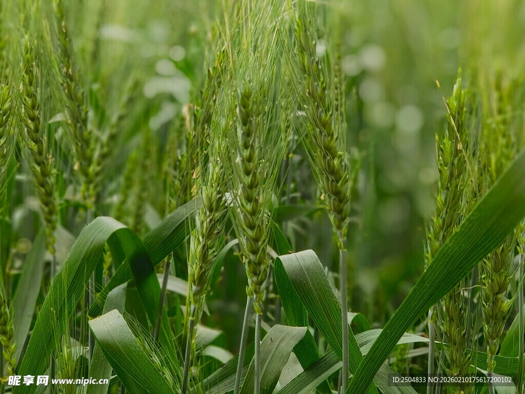 翠绿玉米田 生机盎然