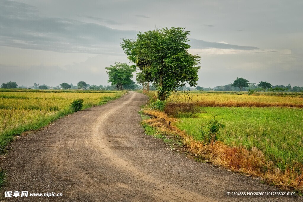 乡间蜿蜒小路旁绿树农田