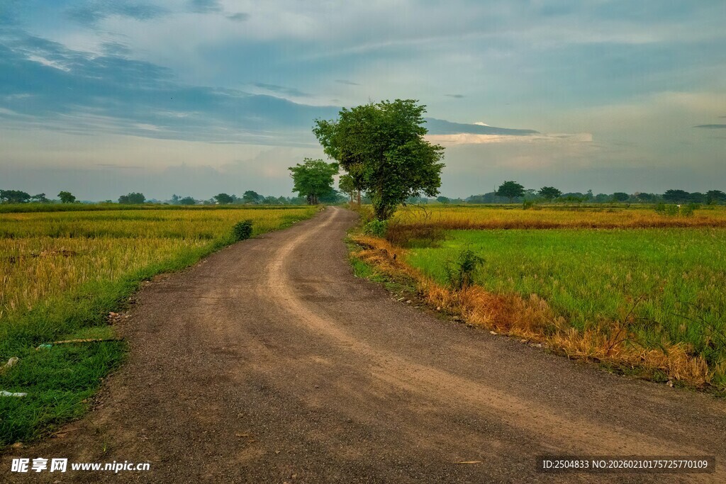 乡间土路旁的孤独绿树