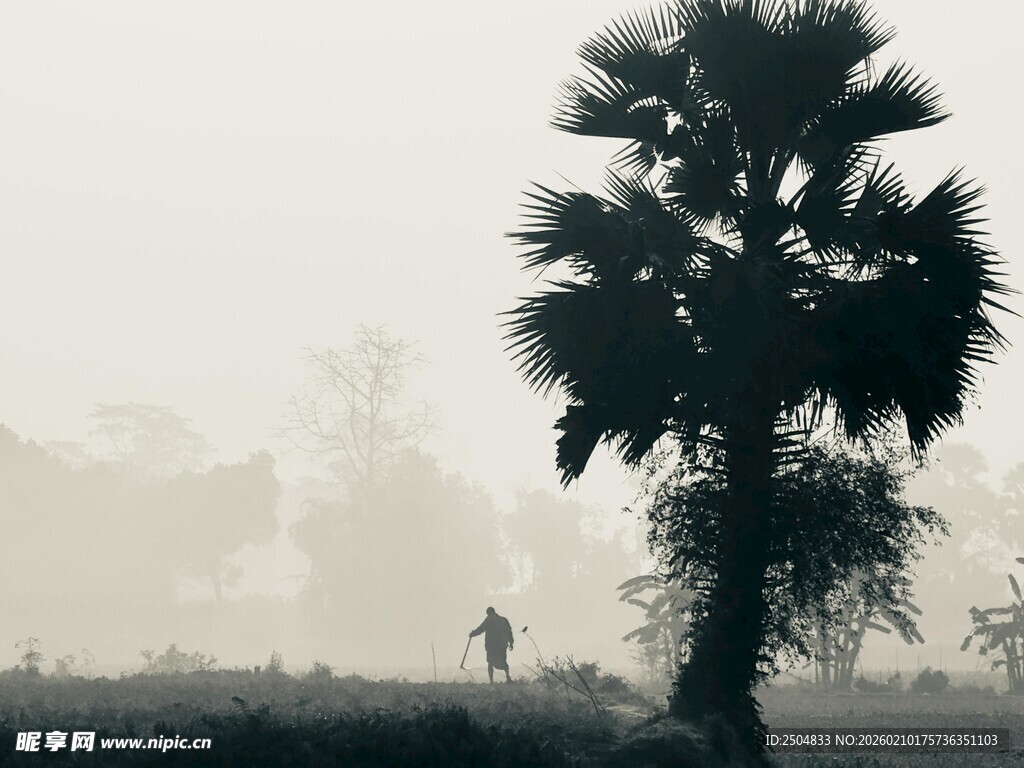 雾中孤树与远行人