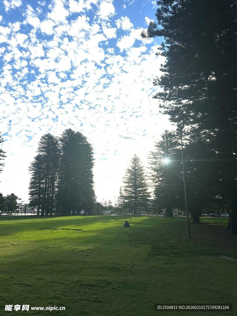 阳光照耀下的绿草地与树木